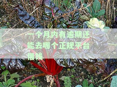 一个月内有逾期还能去哪个正规平台借钱