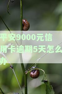 平安9000元信用卡逾期5天怎么办