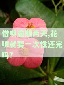 借呗逾期两天,花呗就要一次性还完吗?