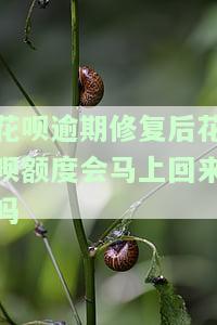 花呗逾期修复后花呗额度会马上回来吗