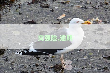 交强险,逾期