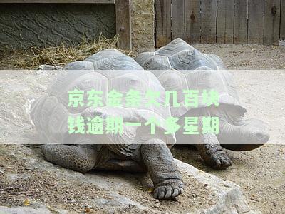 京东金条欠几百块钱逾期一个多星期