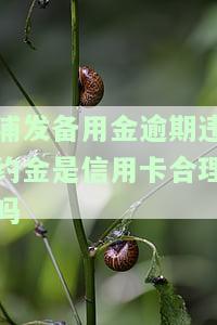 浦发备用金逾期违约金是信用卡合理吗