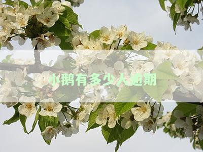 小鹅逾期怎么办？会影响家人吗？多久会上征信？逾期一个月会立案吗？
