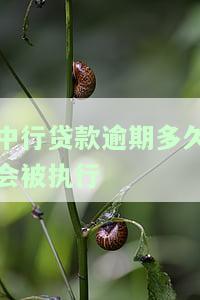 中行贷款逾期多久会被执行-中行贷款逾期多久会被执行呢