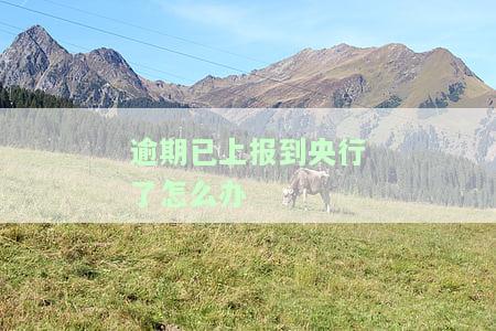 逾期已上报到央行了怎么办