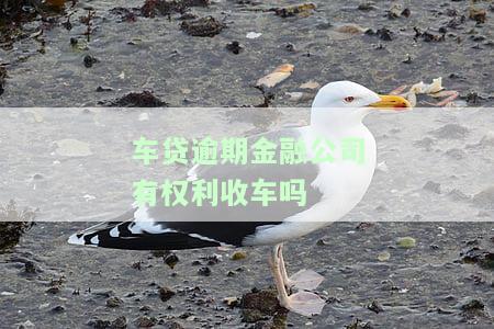 车贷逾期金融公司有权利收车吗