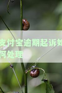支付宝逾期起诉会怎么样？案件处理及判决结果解析