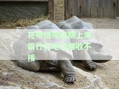 花呗借呗逾期后，上海银行是否真的会打电话催收？请看完整回答