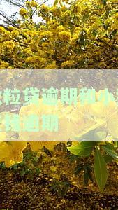 微粒贷逾期能否申请小鹅花、微粒贷与小鹅花钱的关系？