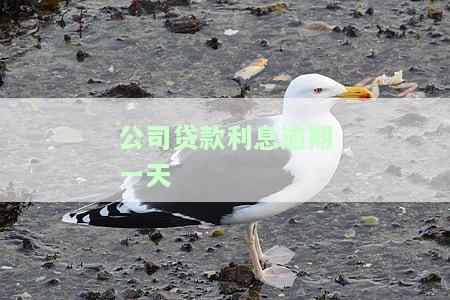 公司贷款利息逾期一天会影响公司征信吗？如何避免影响？