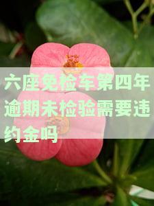 6座免年检：享受六年无检视的便利，只需满足条件即可