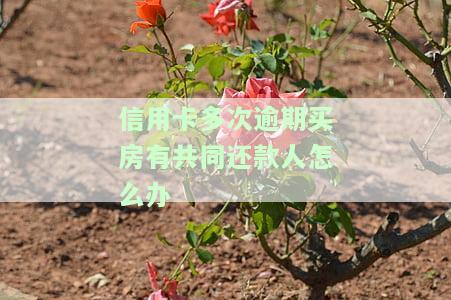 买房子信用卡逾期超过6次，找人能否继续贷款？安全风险与成功经验分享