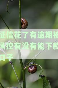 征信花了被风控了，急需三千元，如何解决？