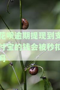 花呗逾期提现到支付宝的钱会被秒扣吗？安全性如何？