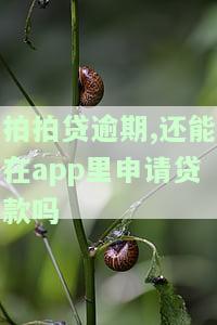 拍拍贷逾期,还能在app里申请贷款吗