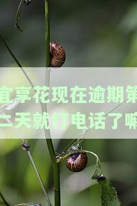宜享花逾期两天是否会上征信？影响及后果解析