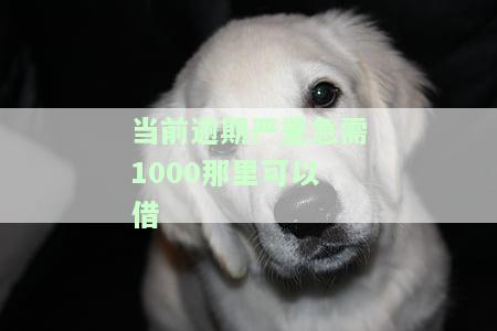 现有逾期急用钱5000？哪些平台能提供20000借款及解决方法！