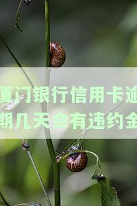 厦门银行还款宽限期：多久？有延期还款吗？逾期一天能否消除征信不良记录？