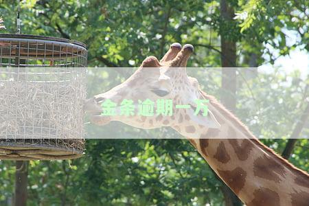 金条逾期一万被起诉：影响、后果与应对措施