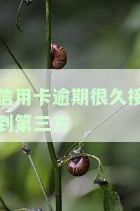 信用卡逾期很久接到第三方催款电话：如何处理及影响