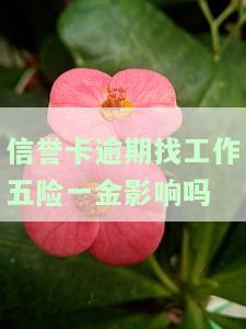 信誉卡逾期找工作五险一金影响吗