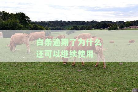 白条逾期后还款还能继续使用吗？了解风险与安全问题
