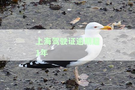 上海驾驶证逾期超1年-上海驾驶证逾期超1年怎么处罚
