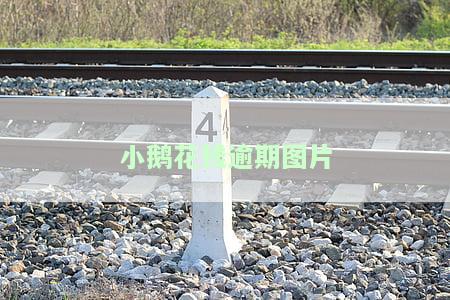 小鹅花钱逾期了会上征信吗？影响及诉讼时间解析