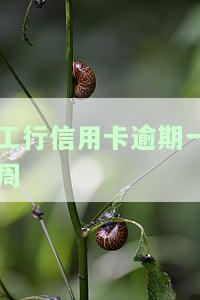工行信用卡逾期一周