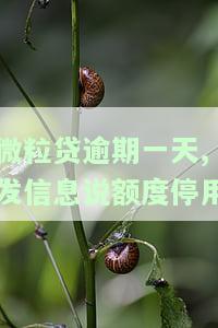微粒贷逾期一天，额度被停用，什么原因？