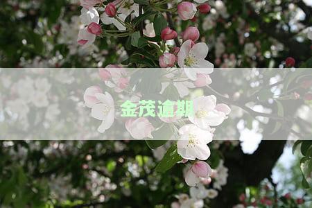 金茂逾期-金茂会破产吗
