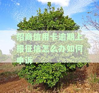 招商信用卡逾期上报征信怎么办？如何申诉成功？2021年新政策解析