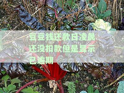 豆豆钱还款日凌晨还没扣款但是显示已逾期
