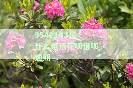 全揭秘：花呗客服电话及相关联系方式，952141、95188、10101227和020都是什么？
