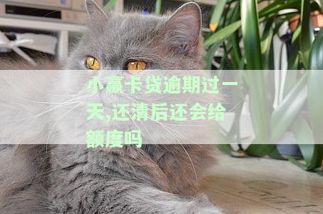小赢卡贷：晚还一天不断催收，如何处理？