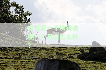 安逸花一千块钱逾期一个月会怎么样？