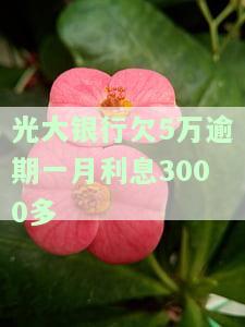 光大银行欠5万逾期一月利息3000多是真的吗？逾期处理及解决方法