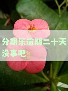 分期乐逾期20天后还完全部还可以再借吗？