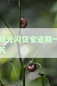 闪贷逾期一天会有影响吗？逾期解决方法及后果全解析