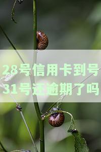 信用卡28号还款逾期时间：29号算逾期，28号还可使用，何时刷使用最久？