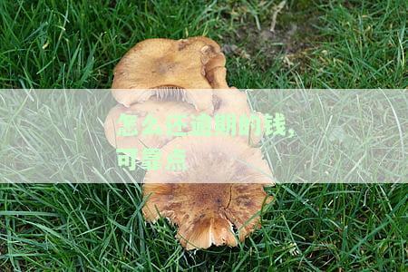 怎么还逾期的钱,可靠点
