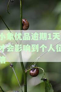 小象优品逾期后能否再次借款？影响与其他平台借贷的关系？