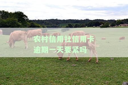 农村信用社信用卡逾期1天会有影响吗？