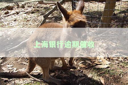 上海银行逾期：一定要起诉，不能协商？逾期4个月，没钱还应如何处理？
