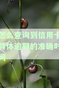 怎么查询信用卡具体逾期的准确时间记录及明细？