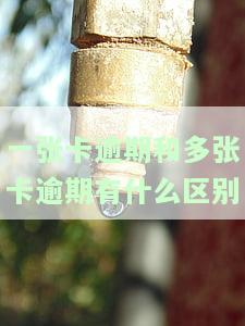 多张银行卡逾期：会逐一起诉吗？该如何还款？会判罪吗？