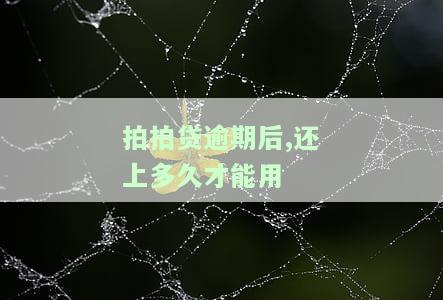 拍拍贷逾期后，多久能再次借款？