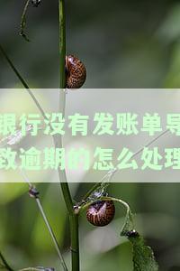 没有收到银行账单导致逾期：处理方法及影响