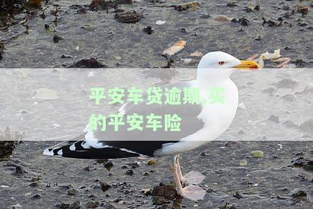 平安车贷逾期多久会收车及如何处理？半年未还可能面临一次性还清或更严重处罚！